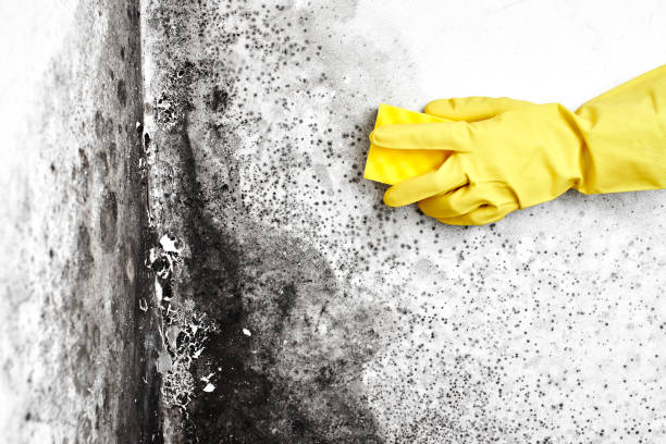 Best Dehumidification Services  in Botkins, OH